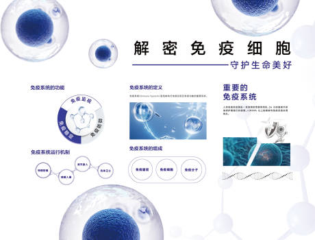 源文件下載【享設計】搜索編號：97540031518916668【免疫細胞功能】