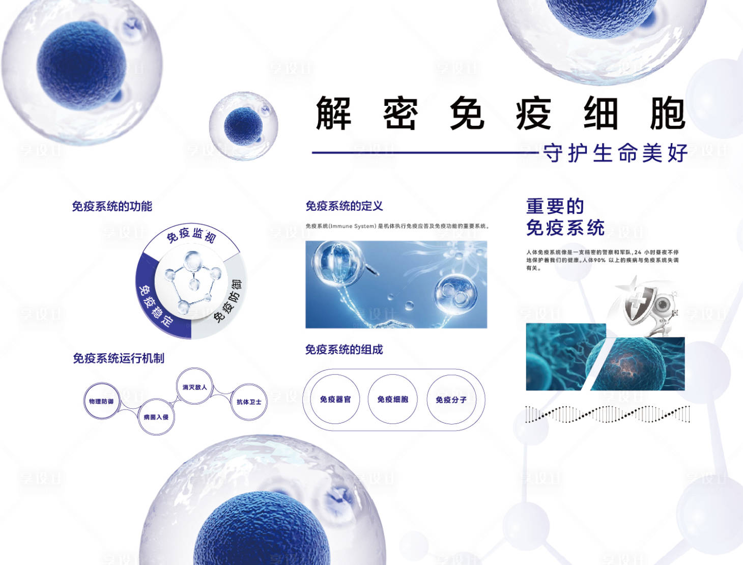 源文件下载【享设计】搜索编号：97540031518916668【免疫细胞功能】