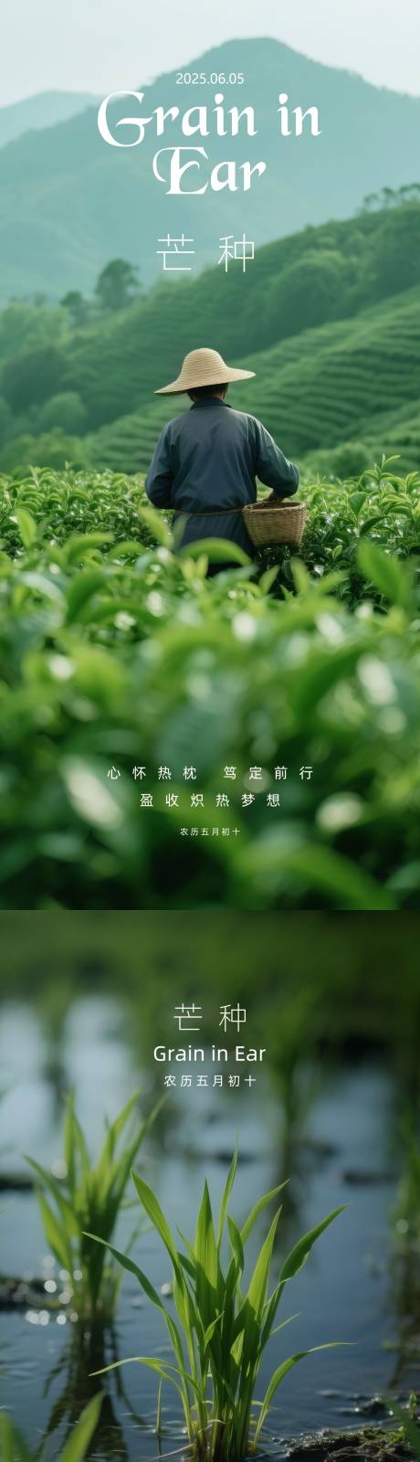 源文件下载【二十四节气芒种摄影写实系列海报】编号：12570031146309268