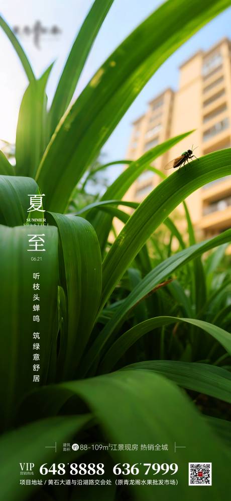 源文件下载【夏至节气海报】编号：68420031369614012