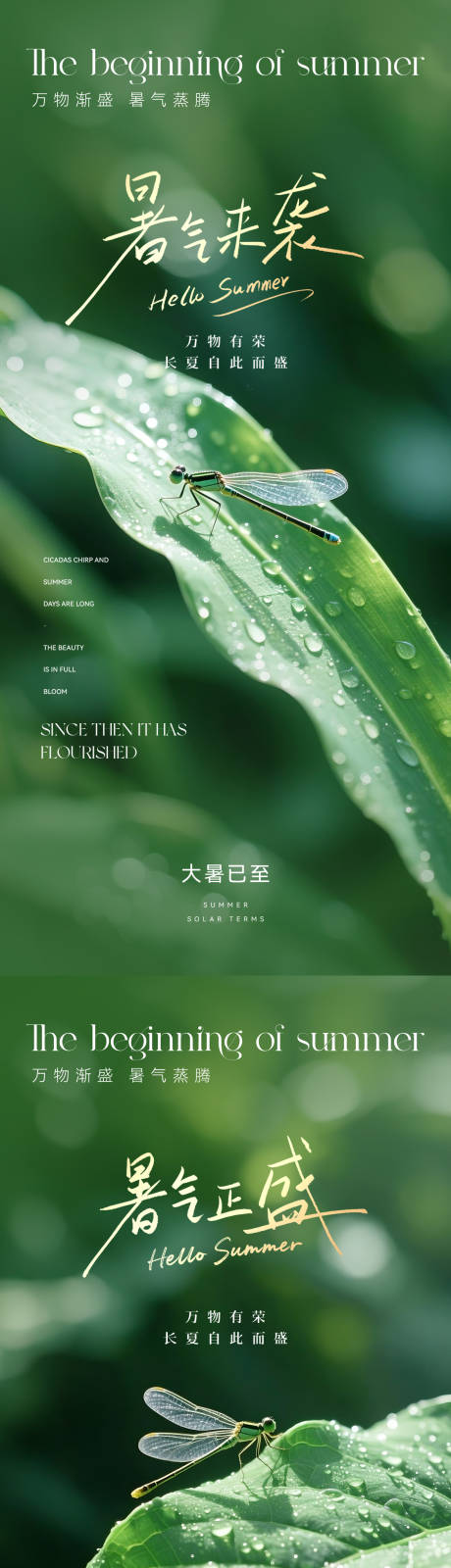 源文件下载【大暑节气摄影海报】编号：54250031619026661