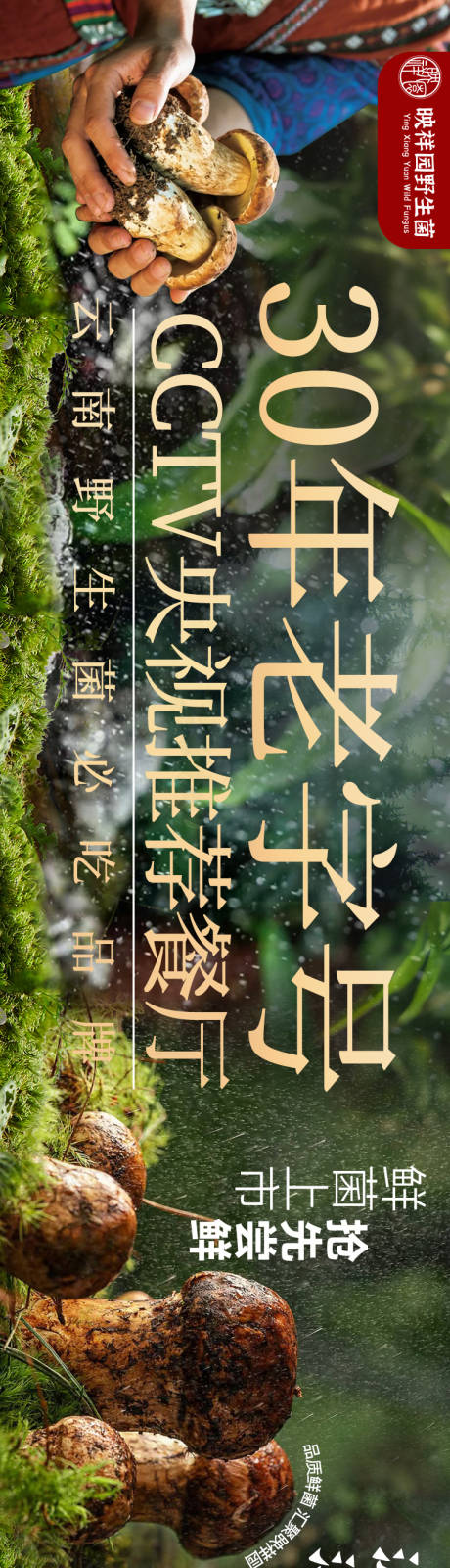 大众点评野生菌五连图设计