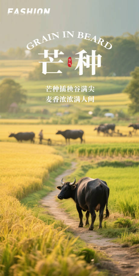 源文件下载【芒种海报】编号：63510031894947296