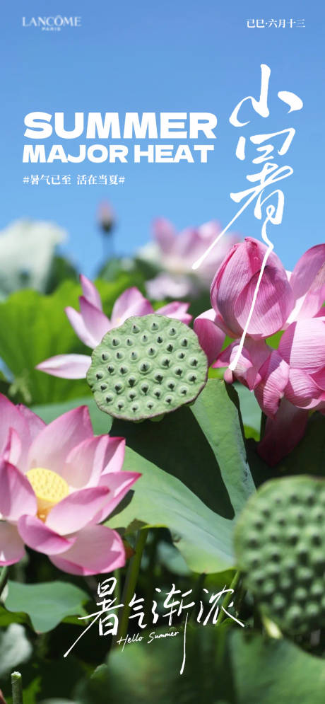 源文件下载【小暑荷花节气海报】编号：57410031754073176