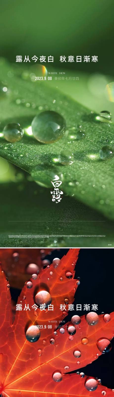 源文件下载【地产白露节气海报】编号：49560031799549072