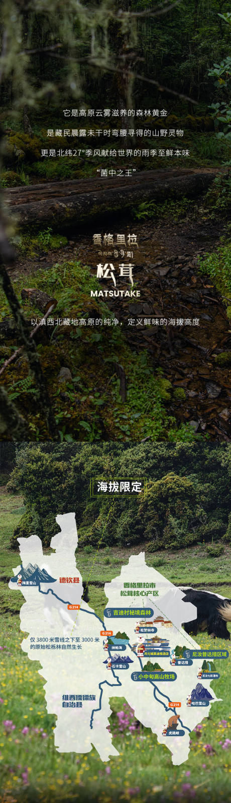 源文件下載【享設(shè)計(jì)】搜索編號(hào)：17070032469213300【松茸長圖文】