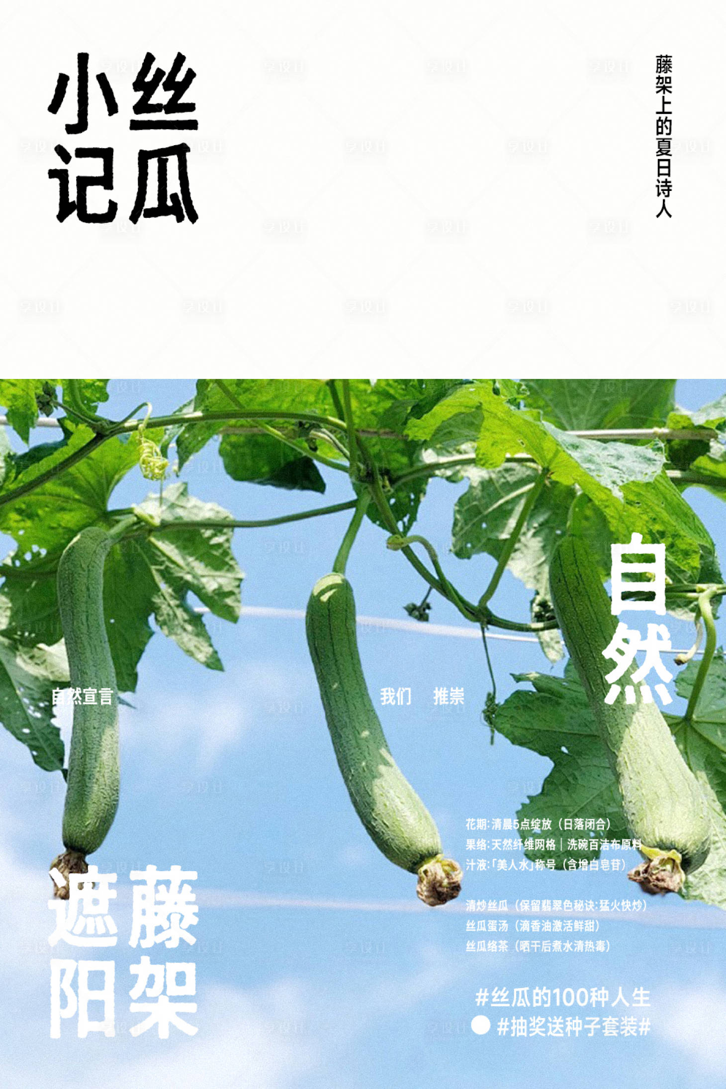 源文件下载【享设计】搜索编号：12230033010206887【田园丝瓜海报】