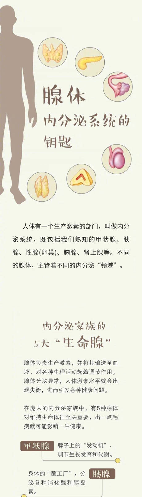 源文件下載【享設計】搜索編號：79210033035252017【中醫養生美容腺體推廣詳情頁】