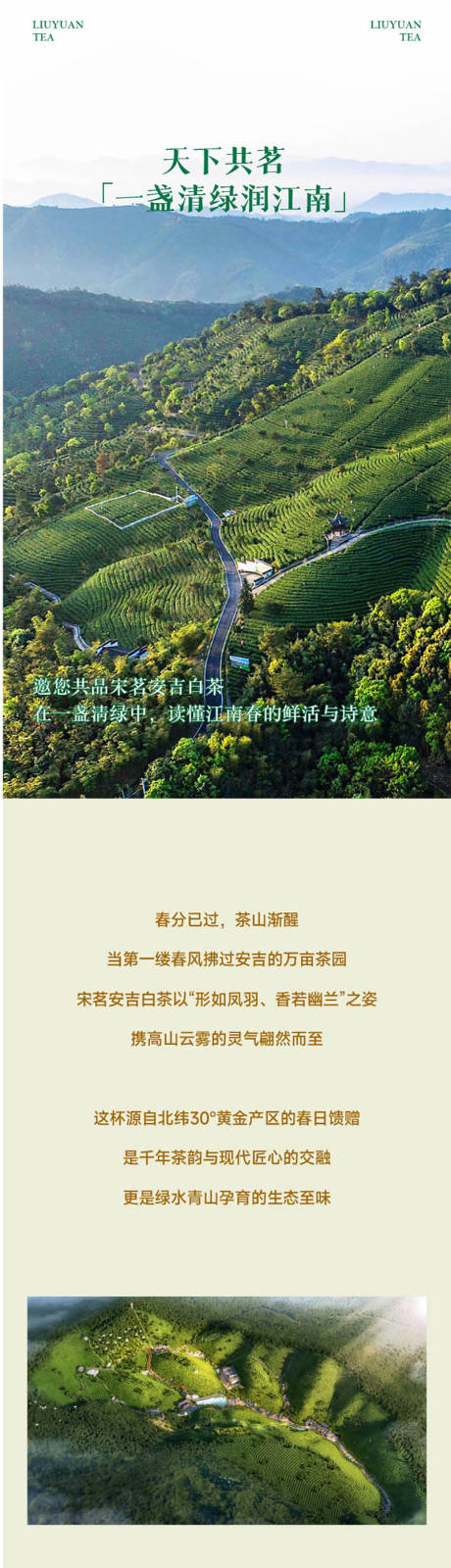 源文件下載【享設(shè)計(jì)】搜索編號(hào)：41200033042987645【白茶宣傳長(zhǎng)圖專題設(shè)計(jì)】