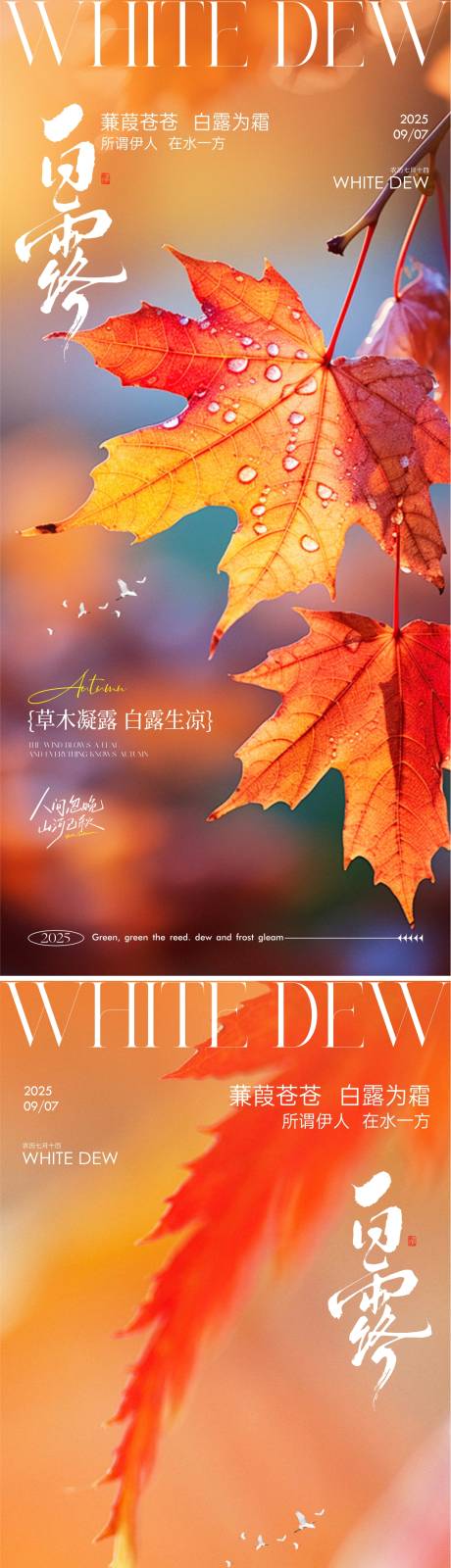 源文件下载【享设计】搜索编号：80780032848512892【白露节气系列海报】