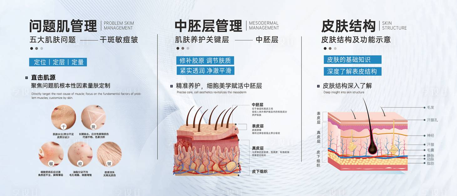 源文件下载【享设计】搜索编号：44080033686617157【皮肤分层展板】