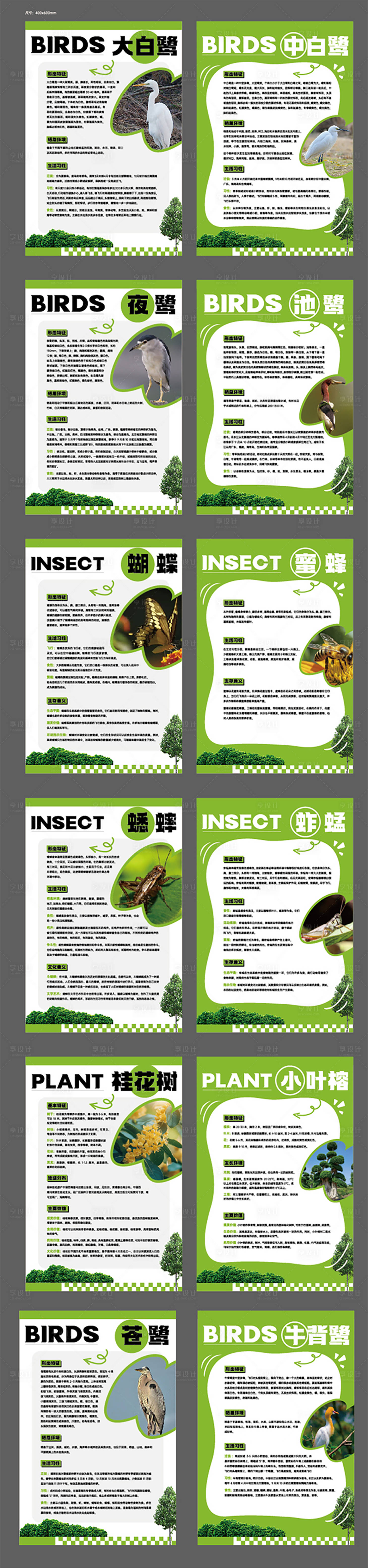 源文件下載【享設計】搜索編號：25730034346319301【鳥類花類介紹系列海報】