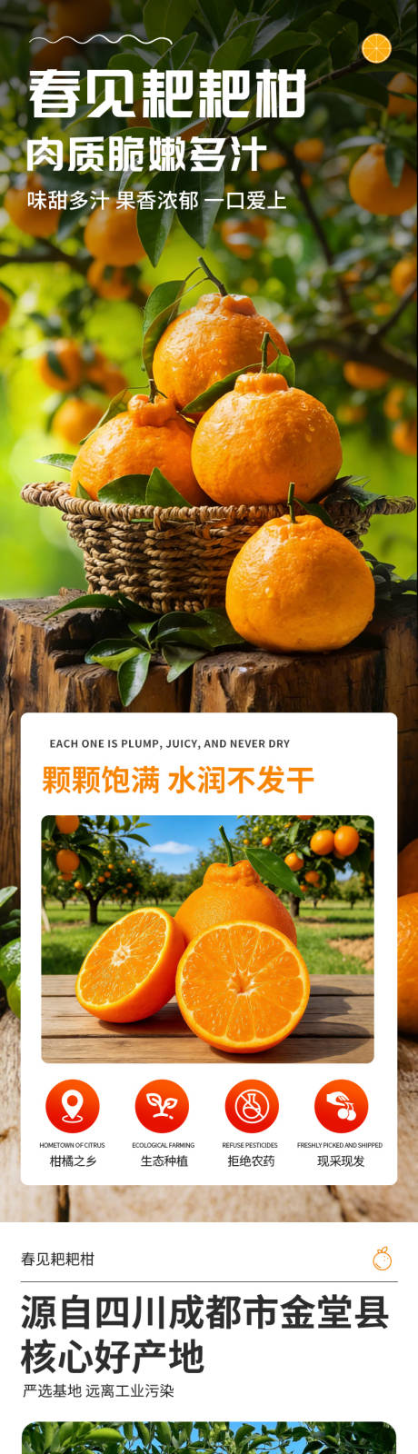 源文件下载【享设计】搜索编号：64100034957847928【耙耙柑水果详情】