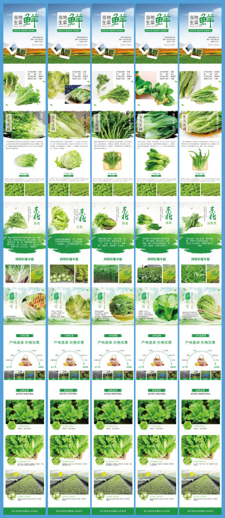 源文件下载【享设计】搜索编号：82050035976516465【苦菊生菜茼蒿油菜油麦菜蔬菜详情】