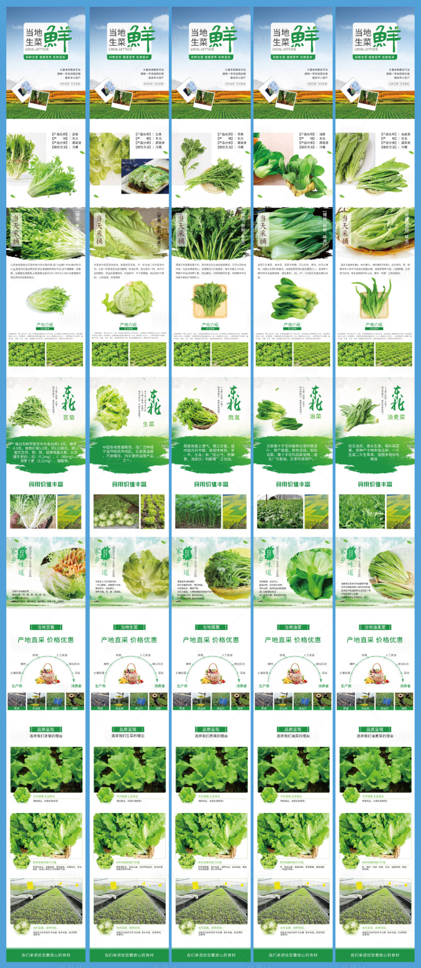 源文件下载【享设计】搜索编号：82050035976516465【苦菊生菜茼蒿油菜油麦菜蔬菜详情】