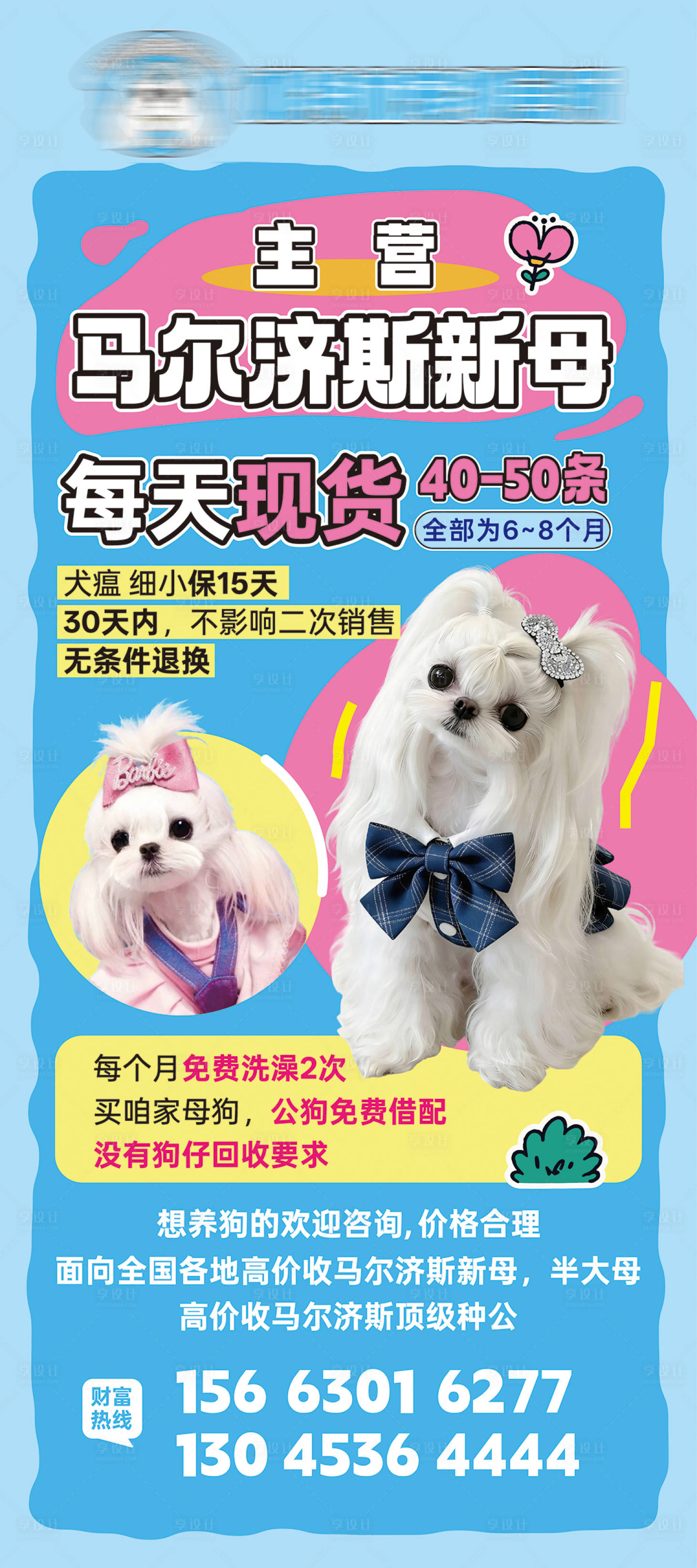 源文件下载【享设计】搜索编号：34360035908294796【宠物马尔济斯海报 】
