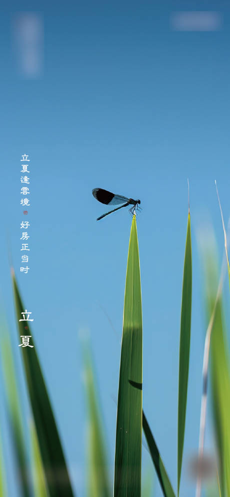源文件下载【享设计】搜索编号：80070035920587136【立夏节气海报】
