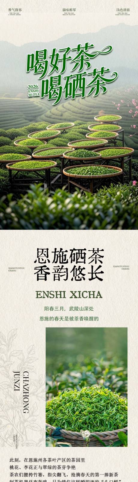 源文件下载【享设计】搜索编号：22380036028205811【茶叶宣传专题设计】