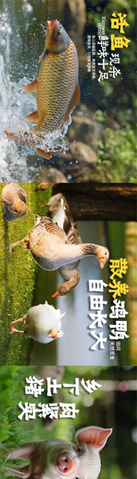 源文件下载【享设计】搜索编号：12380036530057520【山野五图设计食材海报】