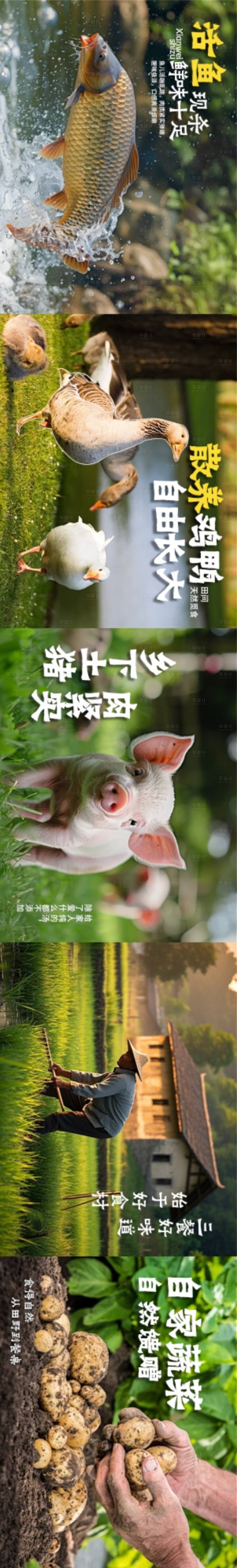 源文件下载【享设计】搜索编号：12380036530057520【山野五图设计食材海报】