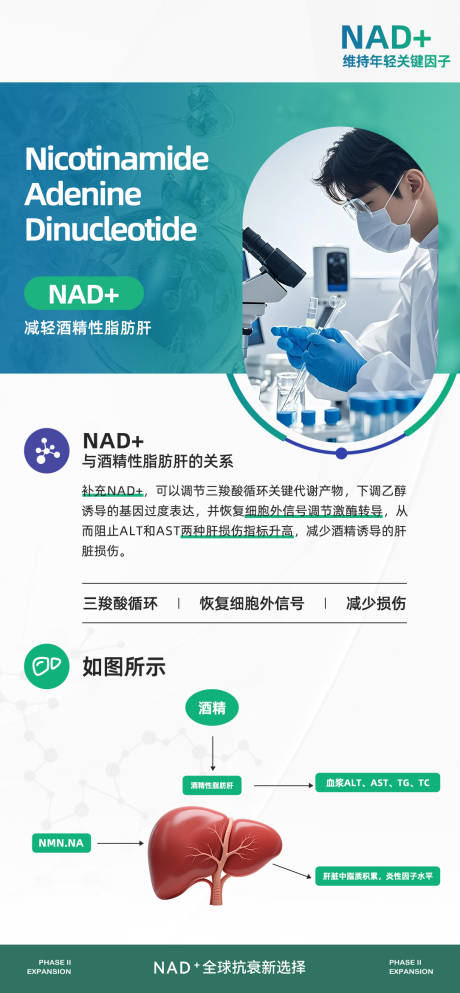 源文件下载【享设计】搜索编号：72490036426512755【NAD+与酒精肝的关系】