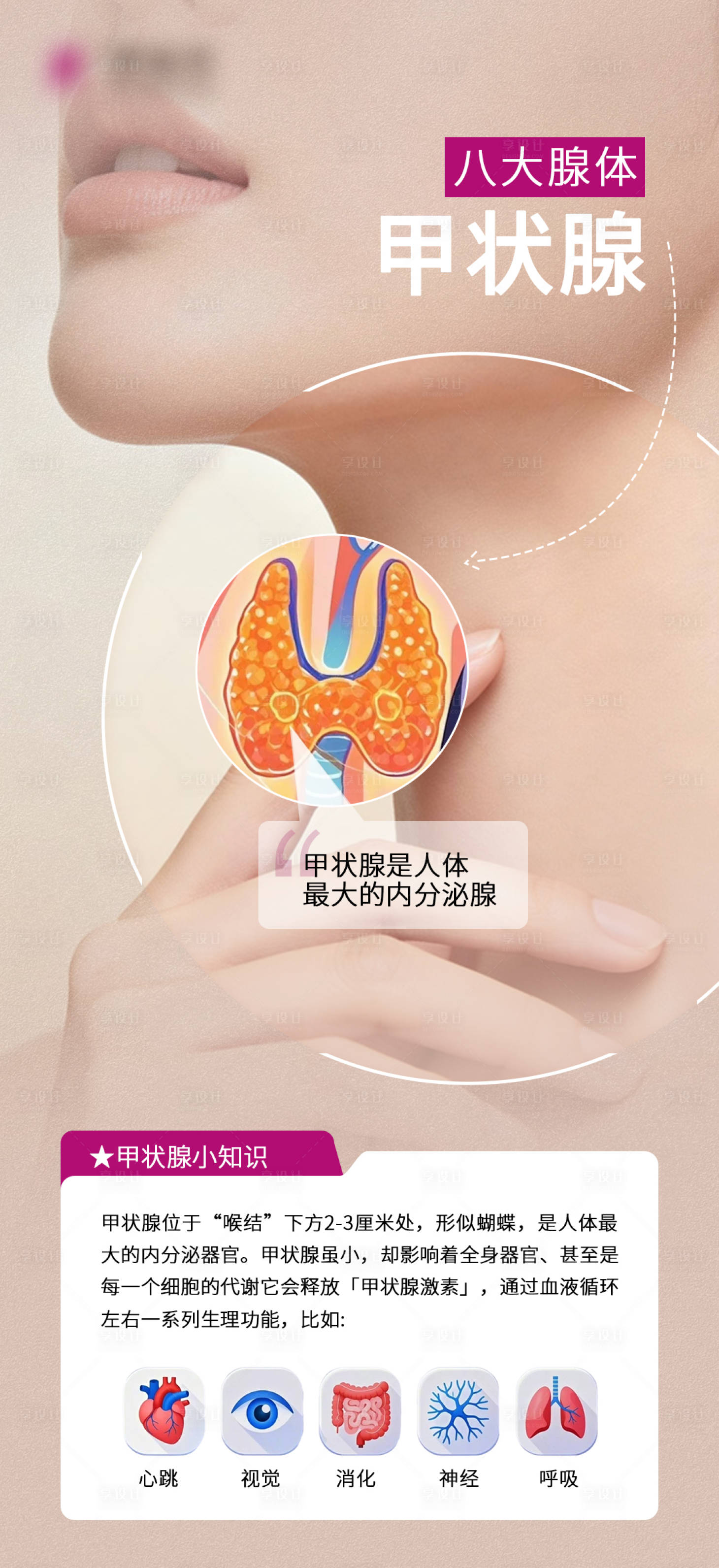 源文件下载【享设计】搜索编号：71240036485225948【八大腺体甲状腺海报】