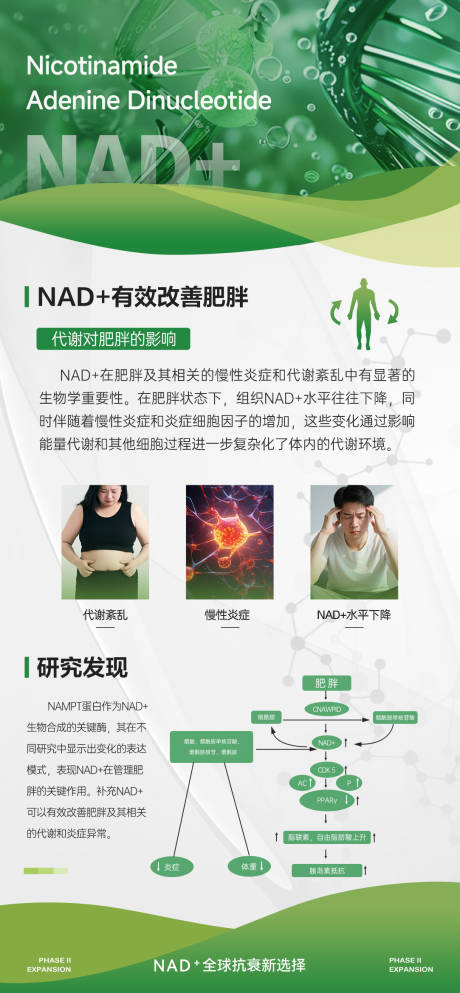源文件下载【享设计】搜索编号：79490036449384962【NAD+与肥胖的关系科普图】