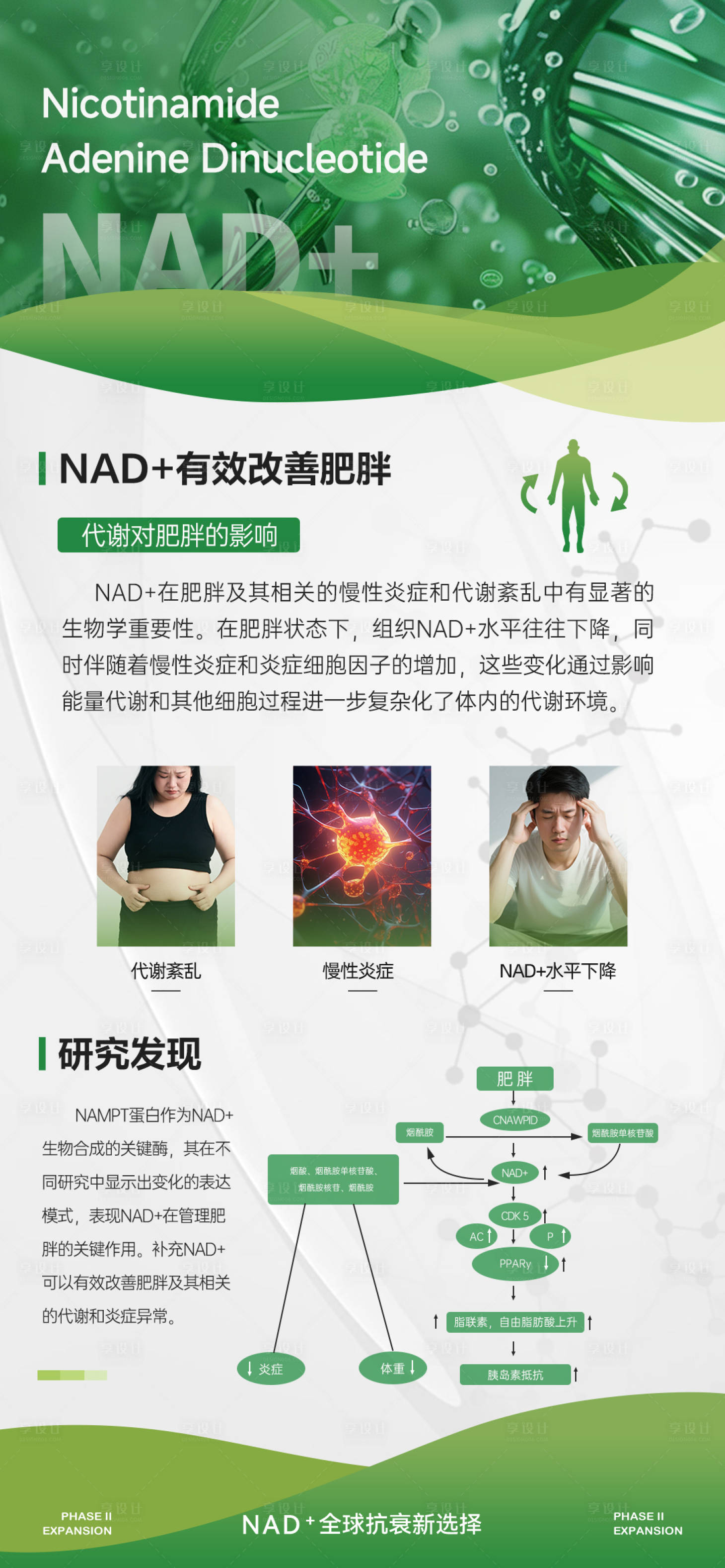 源文件下载【享设计】搜索编号：79490036449384962【NAD+与肥胖的关系科普图】