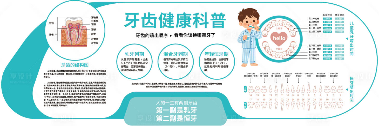 源文件下载【享设计】搜索编号：41510036396136678【牙齿结构生长顺序】