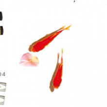 雪下落日月葵头像