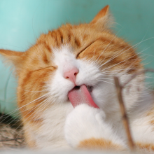 中毒的彦祖头像