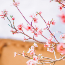 大乔阿阿阿头像