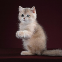 我是小神童头像