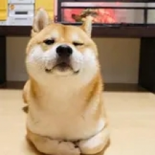 阿阿近头像