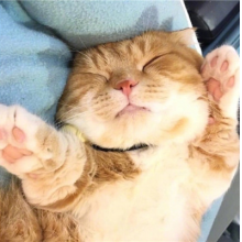 这个猫咪有点帅头像