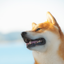 二狗的世界头像