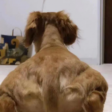 果子狸炖水魚鞭头像