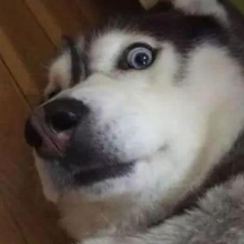 月牙迹头像