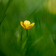 热心市民黎小姐头像