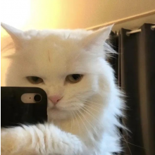 我不是设计尸头像