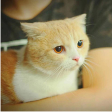 蕭偉斌头像
