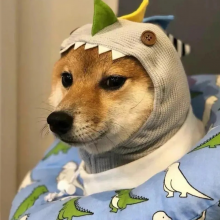 迪迪头像