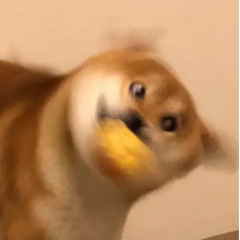 尼莫头像