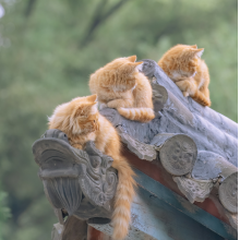 我居然是个凡人头像