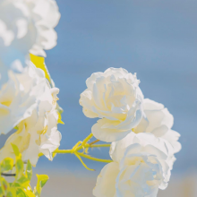 __是悠米啊头像