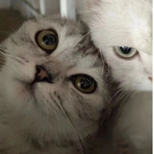 婷婷头像