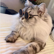 隐形的鸡翅膀头像