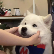 公主的事你少管头像