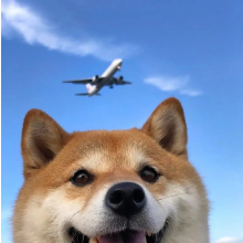 郑大仙头像