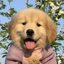 西关恶人墨鱼宗头像